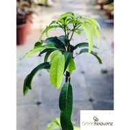 <Greenheavenz> Mango Fruit Tree Live Plant Anak Pokok Buah Mangga Irwin / Erwin 芒果
