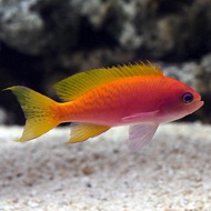Rambo Violet / Bimaculatus Anthias - Ikan Hias Laut