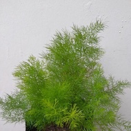 Pokok asparagus fern plant