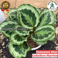 SIAPKIRIM Tanaman Hias Calathea Marion ASLI DAUN BESAR/JUMBO READY