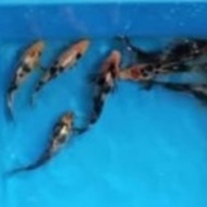 Bibit Ikan Koi Shiro Kuro Hitam Putih Ukuran 5-7 cm Ikan Hias