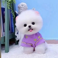 Purebred Bichon Frise Puppy Live Real Dog Bichon Frise Teddy Dog Small Dog Teacup Dog Pomeranian Whi