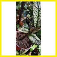 ✨ ❡ ☬ Calathea White Star for Collectors