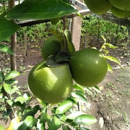 Jeruk Bali Mini /Jeruk Garut /Jeruk Kampung Segar manis 1kg Matang
