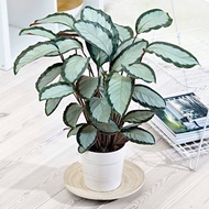 ♧【Cod】10Pcs Rare Calathea Seeds Air Freshening Plants Seeds #Sw9