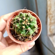 [5.5cm pot/ bare root] Live Cactus - Gymno (ready stocks)