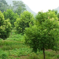 ✌❧¤1PCS Bay Leaf Seeds Laurel Plant Bayleaf Tree Seeds