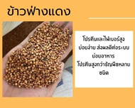 เมล็ดข้าวฟ่างแดง ข้าวฟ่าง ข้าวฟ่างนก ข้าวฟ่างแดงสำหรับนก อาหารเสริมนก อาหารนก ทำเชื้อเห็ด *****แบ่งบรรจุ 🔥พร้อมส่ง🔥