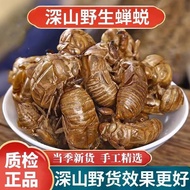 Cicada Take-off Chinese Herbal Materials Wild Cicada Transformation Shell 500g New Product Cicada Sh