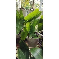 ☻ ♞STABLE & LIVE!!! BURLE MARX PHILODENDRON  PLANT