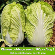 เมล็ดผักกาดขาว  CHINESE CABBAGE ตราภูเขาทอง 200เมล็ด ดยประมาณ เมล็ดพันธุ์ผักกาดขาว เมล็ดพันธุ์ผัก เม