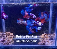 Betta Plakat Multicolour Betta Fish Aquarium Decorations with Pebbles