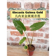 [LIVE PLANT] Alocasia Guinea Gold 几内亚黄斑观音莲