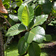 RARE / EXOTIC / NADIR Buah Tarap / Marang Fruit (Artocarpus odoratissimus) - Pokok Hidup / Live Plan