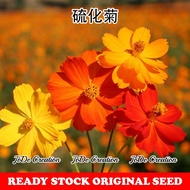 Benih Bunga Cosmos sulphureus / Cosmos sulphureus Flower Seeds / 硫华菊花种子