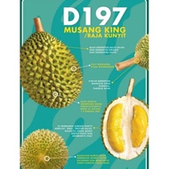 Anak pokok durian musang king(D197)榴莲树苗