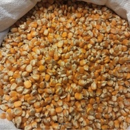 jagung pipil kering1 kg