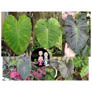 CLEARANCE ❗❗❗Keladi Hiasan🍀Colocasia White Lava / Cona Coffee / Lime Gecko / Midori Sour / Aloha / B