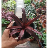 🌹ReadyStock🔥Real Live Plant 🌱 Bromeliad Ruby Star 🌺 Indoor Plant
