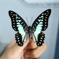 Graphium eurypylus acheron - Rough butterfly specimen