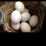telur entok - telur mentok