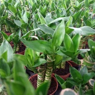 Lucky Bamboo/ Lucky Bamboo Pyramid 富贵竹/小丛林/金字
