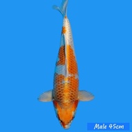 IKAN KOI KUJAKU JUMBO IMPORT SDW684765DE