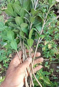stek  beringin compacta