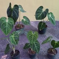 - ANTHURIUM REGALE SEDANG -