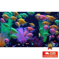 Aquarium glowfi$h Complete Color aquarium Decoration aquarium Decoration