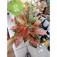 aglaonema pink cochin