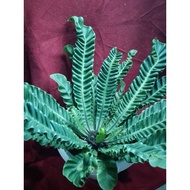 Asplenium Nidus Cobra Pakis