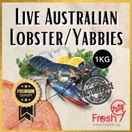 [Fresh9] Live Mini Lobster / Australia Yabbies