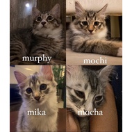 Kitten Kitty Cat DLH