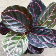 ◑【COD】10pcs Rare Calathea Seeds Air Freshening Plants Seeds #SW36