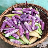 Super fruit mini purple sticky corn seeds 15H bag - Vietnamese Agriculture