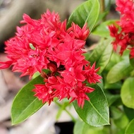 Ixora 'Crimson Star' (0.35m) in plastic pot of 15cm diameter - flowering plant suited for a sunny sp