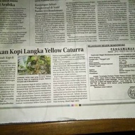 WLCMe! Kopi yellow cantura ijen raung bondowoso