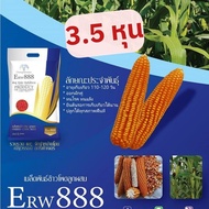 เมล็ดพันธุ์ข้าวโพดเลี้ยงสัตว์ลูกผสมเดี่ยว ERW888  บรรจุ 5 กิโลกรัม พันธุ์ฝักแฝด พันธุ์ฝักคู่ พันธุ์ 