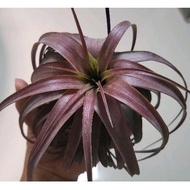 air plant love knot 爱情结 desktop plant indoor outdoor plant tillandsia airplant gardening decoration. valentine's gifts.