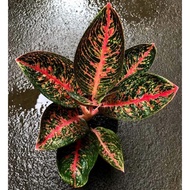 Aglonema Adelia Mangkok / Tanaman Hias Bunga Aglonema Aglaonema Adelia