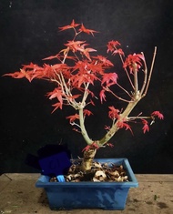 盆景植物，紅楓，出猩猩