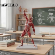 [AWHAO] Human Muscle Anatomy Model Medical-Grade Muscle Anatomy Model with Base Human Muscular Figur
