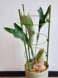 Platycerium Veitchii silver  立葉銀鹿角蕨