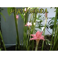 STOK SEDIA Anak tunas- Pokok - Rhizom Kantan Pink-merah jambu