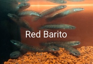 Channa Maru Red Barito 4 inci