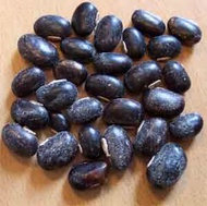 20 BUTIR BIJI / BENIH KACANG BLACK MUCUNA KORO BENGUK HITAM MUCONA PURIENS