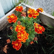 HEMAT 1 POHON MARIGOLD BATIK ORANYE DAN KRISAN Tanaman Hias Bunga French Marigold Import Miana Coleu