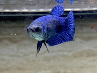 Ikan cupang female avatar gordon