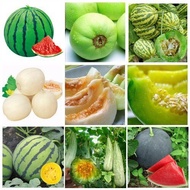 Vegetable Fruit Seed Fruit Melon Watermelon Cantaloupe Seed Melon Seed Vegetable Seed Potted Plant H